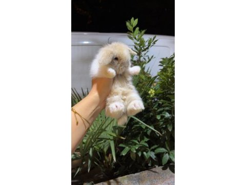 Safkan hollanda lop tavşanlar gönderim var