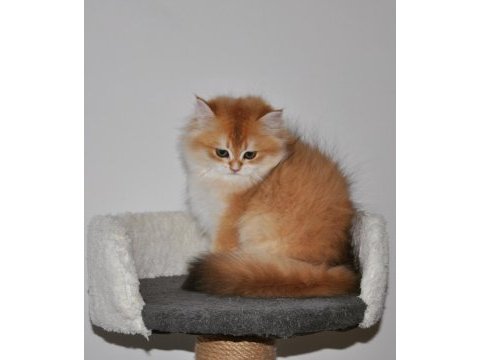 3 aylık golden british longhair ny12 yavru