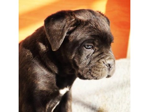 Blue/siyah cane corso yavrular