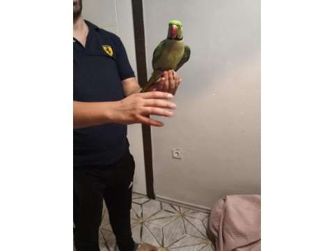 Acil satılık iskender papağanı