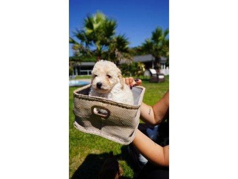 Maltipoo yavruları sizleri bekliyor  