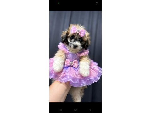Maltipoo yavrum 55 günlük