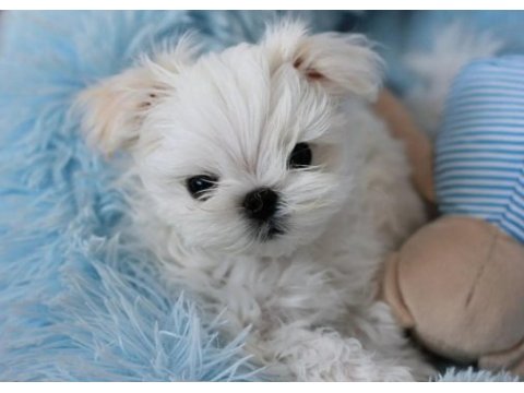 Korean morkie puppies (cheap) 1bucuk kg