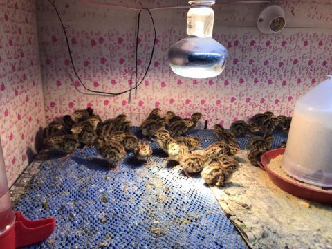 Günlük bıldırcın civcivi