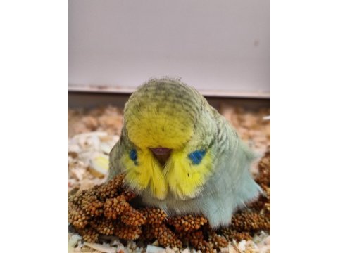 Show jumbo muhabbet kuşları