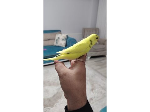 Erkek ele alışkın muhabbet kuşu