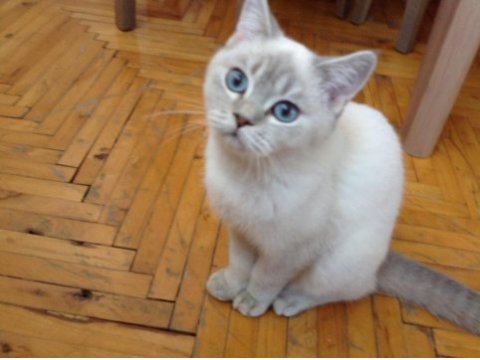 British shorthair blue point (mavi gözlü yavru)
