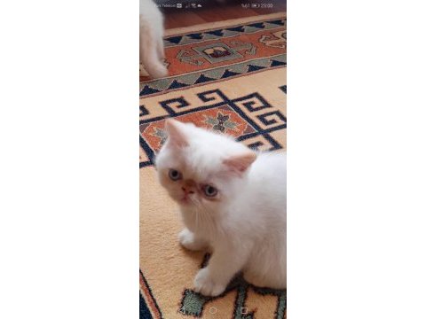 Safkan anne babadan şov kalite exotic shorthair yavrular