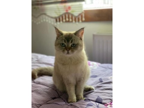 British shorthair kedisi
