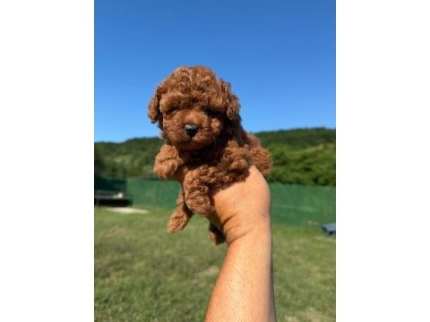 Gerçek kore poodle yavrular