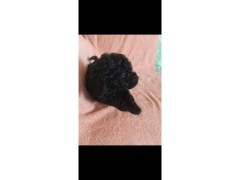 Toy poodle siyah inci
