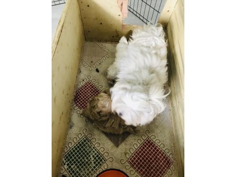 Maltipoo ve maltese yavrularım ırk garantili
