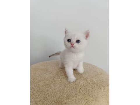 Safkan british golden point shorthair