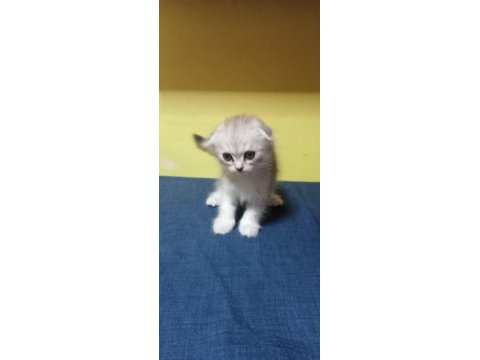 Scottish longhair