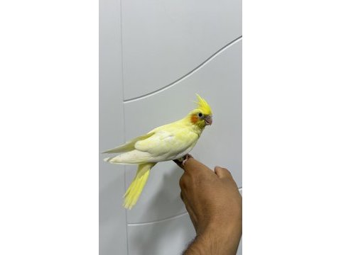 Sultan papağanı sahiplendirilecekler
