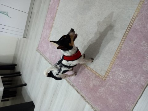 Köpeğimi sahiplendiriyorum