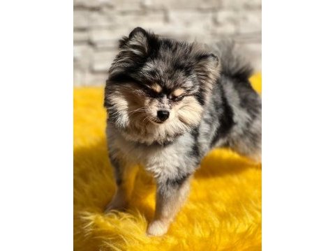 Pomeranian boo köpekleri