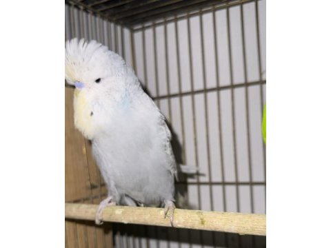 Şov jumbo muhabbet kuşu