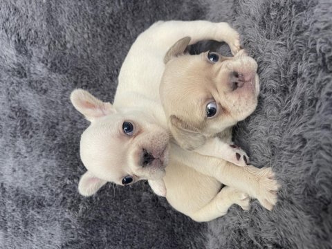 Exotic french bulldog yavrular