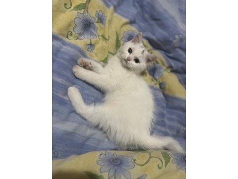 2.5 aylık erkek uygun british shorthair