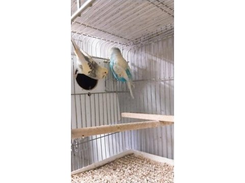 Rengarenk muhabbet kuşu türleri