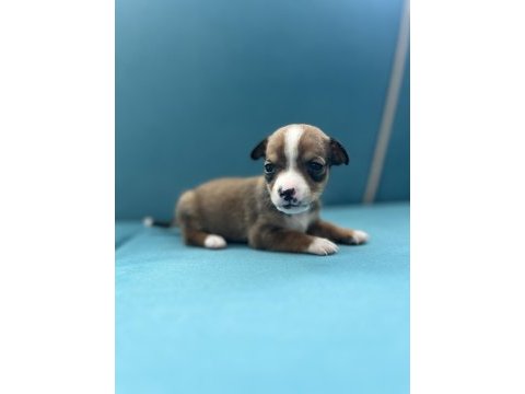 Pinscher şivava yavrular