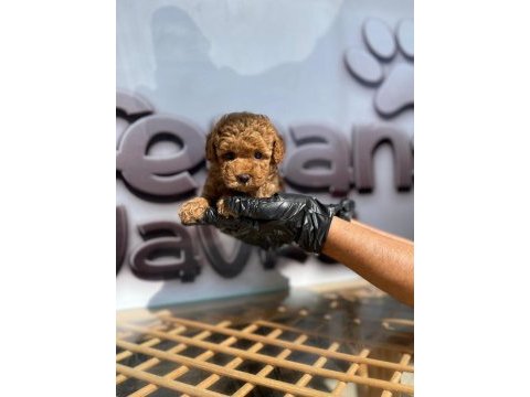 Toy poodle yavru köpekler