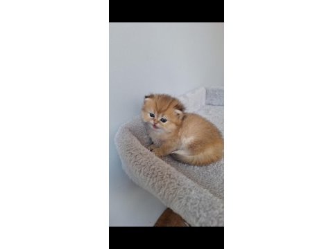 Ny11 dişi british longhair