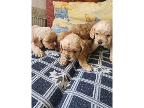 2 aylık tosun gibi american cocker yavruları