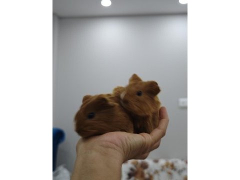 Guinea pigler