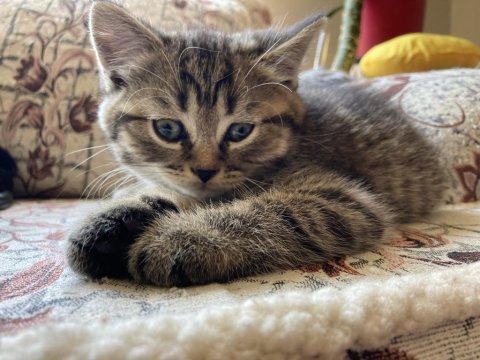 British silver shorthair ve british tabby black golden