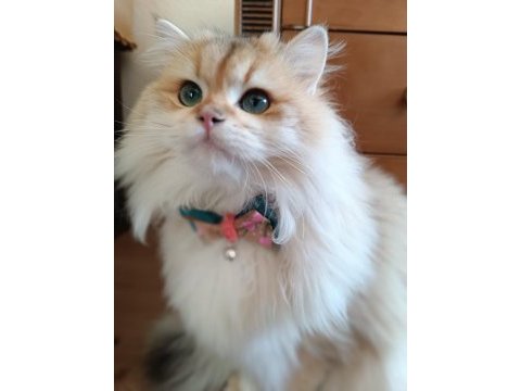 Erkek british longhair 14 aylık