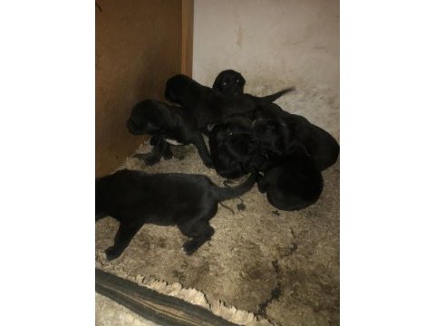 Cane corso detaylar için arayınız