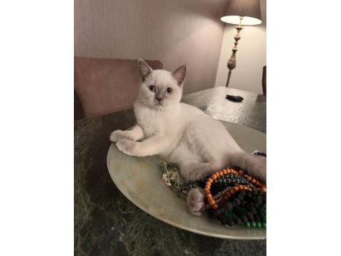2 beyaz british shorthair blue poınt yavru
