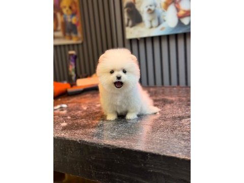 Pomeranian yavru köpeğimiz