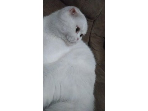 Scottish fold 2 yaşında dişi