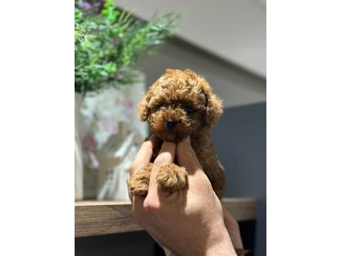 Efsane poodle yavrularımız hazır