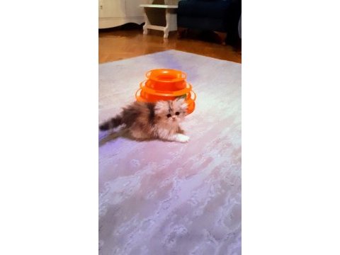 İran persian dişi
