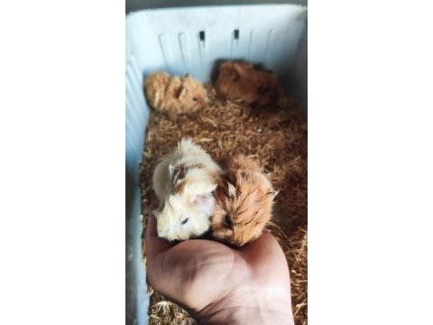 Ginepig yavrular 2 dişi 1 erkek