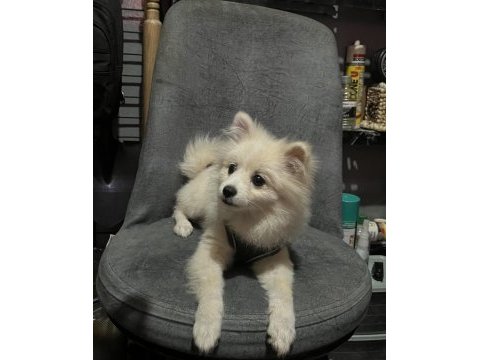 Pomeranian spitz 5 aylık erkek