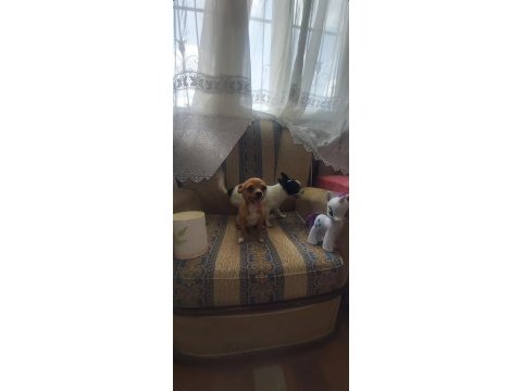 Teacup mini şivava bebekler