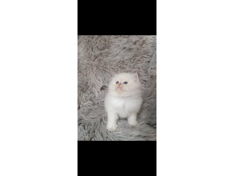 Show kalite silver british longhair yavruları