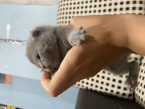 British shorthair 20 günlük