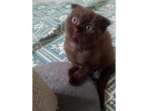 Chocolate point scottish fold
