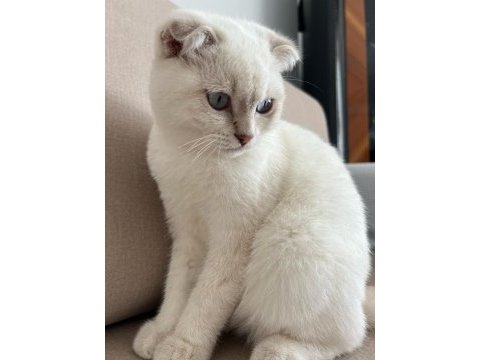 Scottish fold oğlumuzu vermek zorundayız.