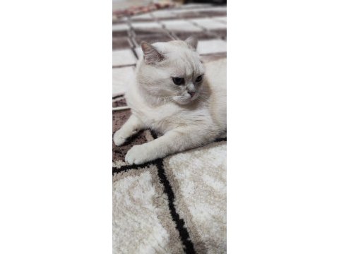 2 yaşında şecereli british shorthair kedimiz (pars)