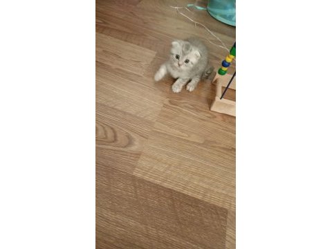 Scottish fold yeterince anne sütünü aldı