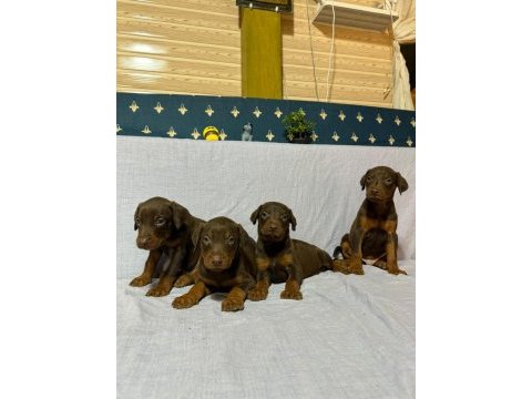 Doberman köpeklerimiz