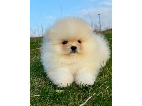 Pomeranian boo 3,5 aylık