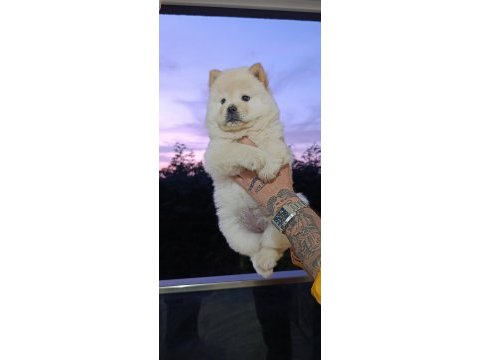 Chow chow bebekler